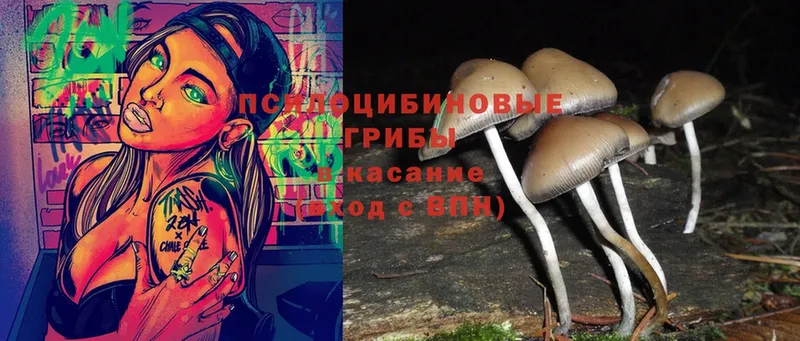 Галлюциногенные грибы Psilocybe  купить   сайты даркнета официальный сайт  Билибино 